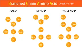 札幌パーソナルジム｜タンパク質の筋量増加には朝食が効果的